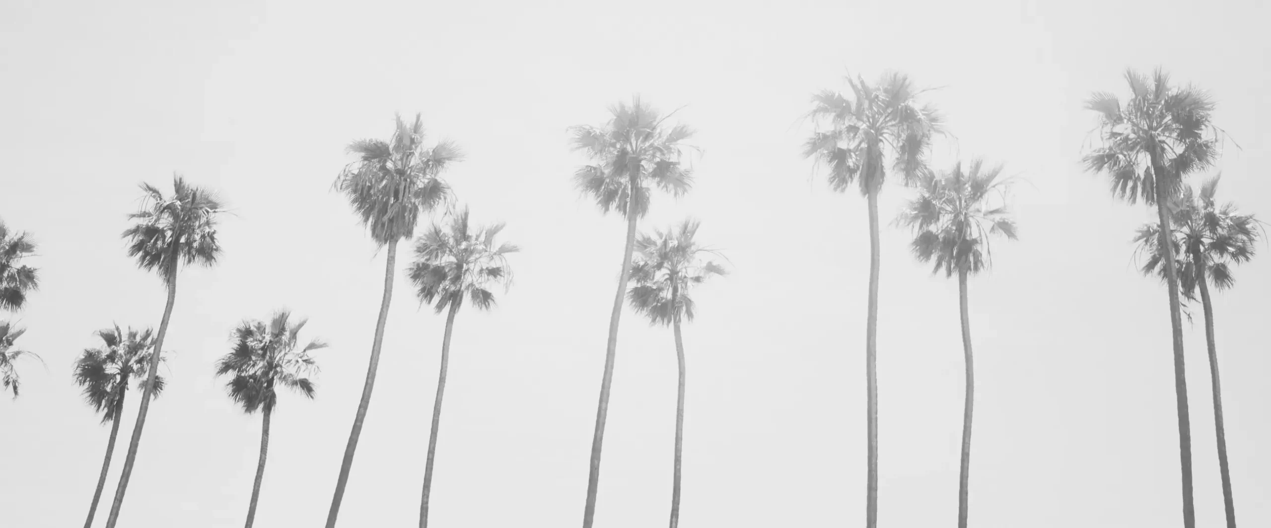 Photo of palm trees